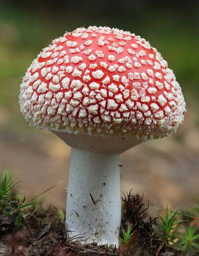 Amanita muscaria