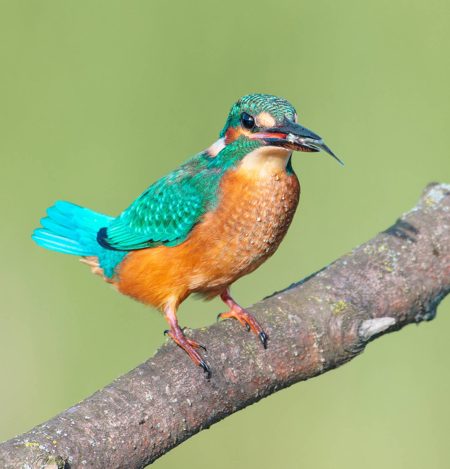 , Фото Александр