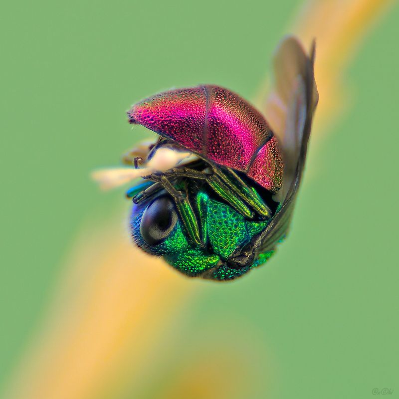 оса блестянка #оса3 фото превью