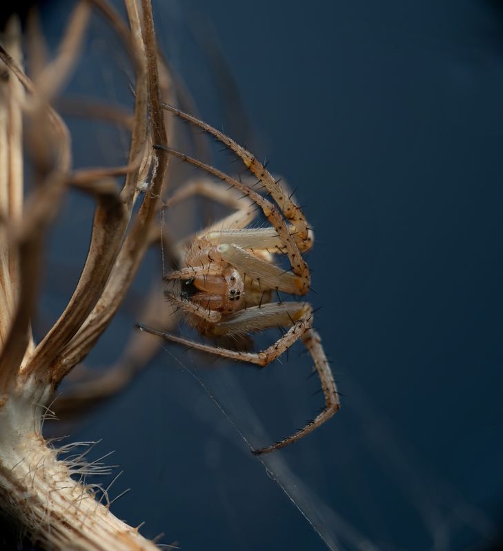 Araneus diadematus фото превью