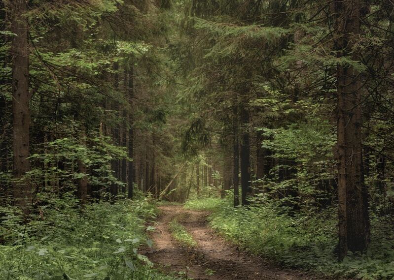Тропинка в сердце леса фото превью