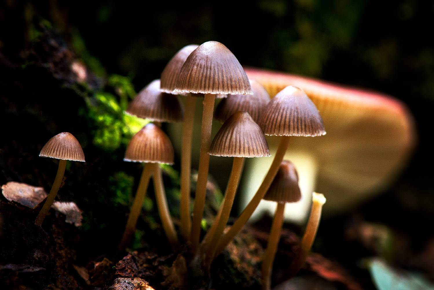 , Владислав Никишин