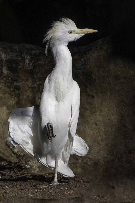 Cattle egret фото превью