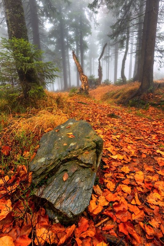 landscape, autumn, trees, rock Autumn in Jeseniky фото превью