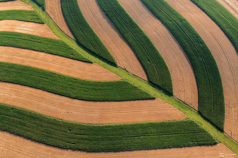 The Leaf фото превью