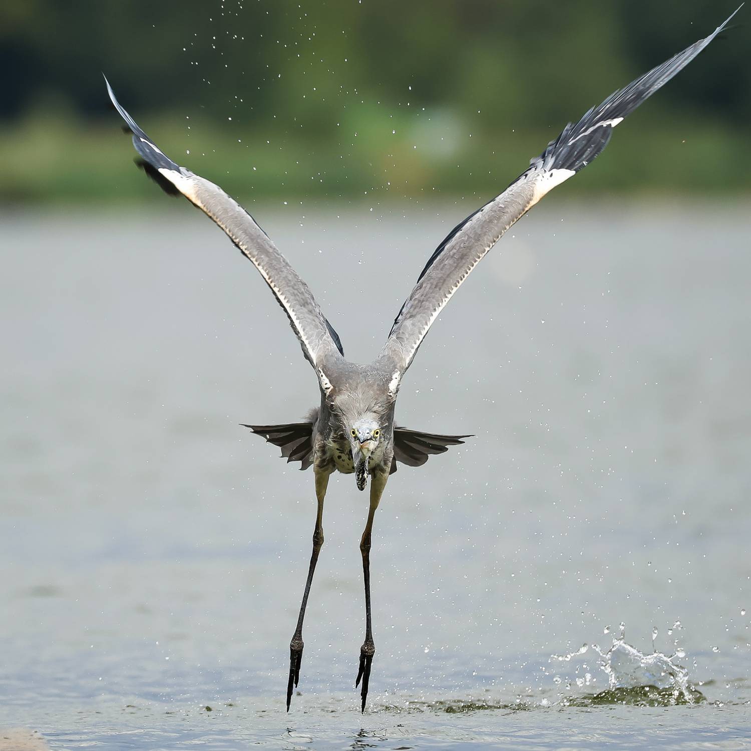 серая цапля, Суслов Дмитрий