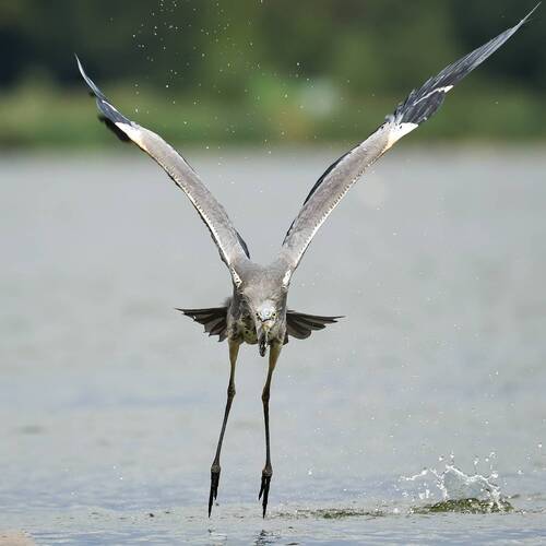 Полёт птеродактиля