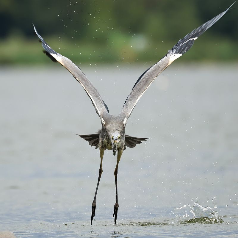 серая цапля Полёт птеродактиля фото превью