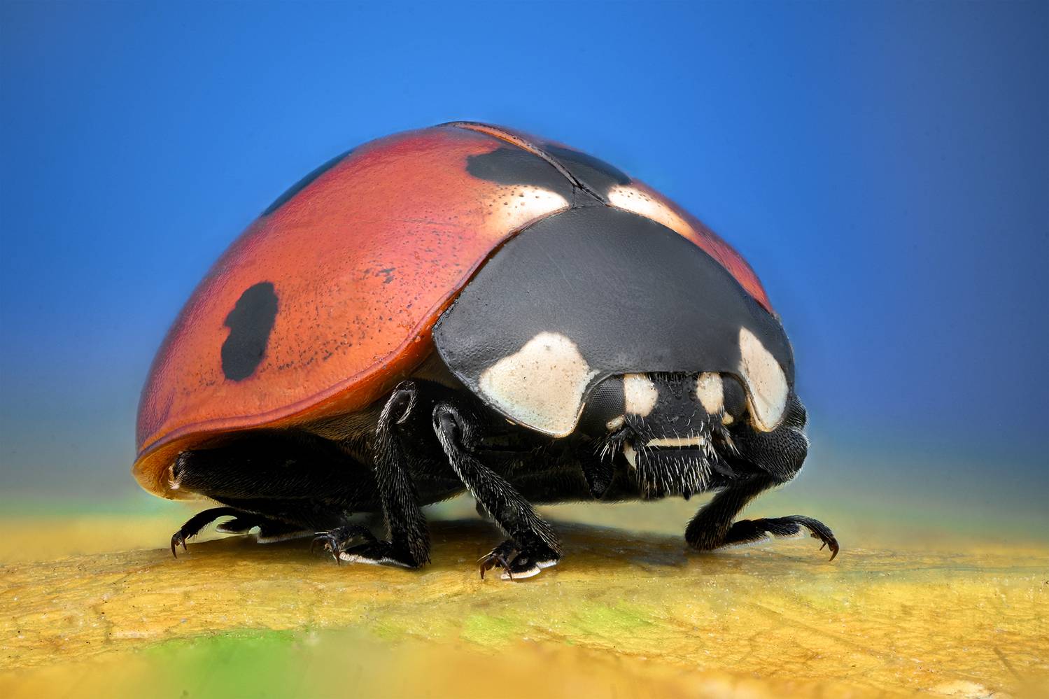 ceclii, macro, Tsvetan Ganev