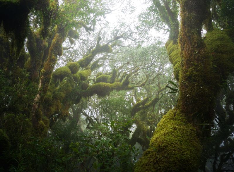 Foggy woods фото превью