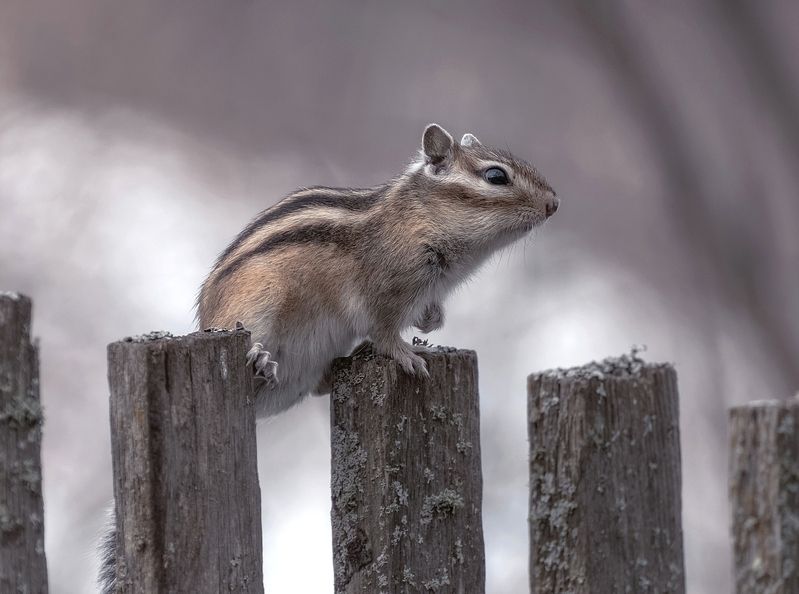 Бурундук фото превью