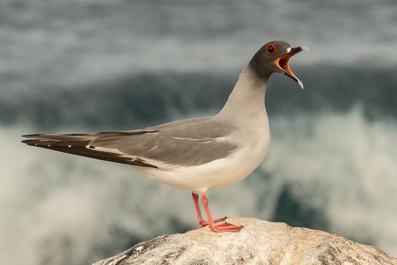 galapagos islands  фото превью