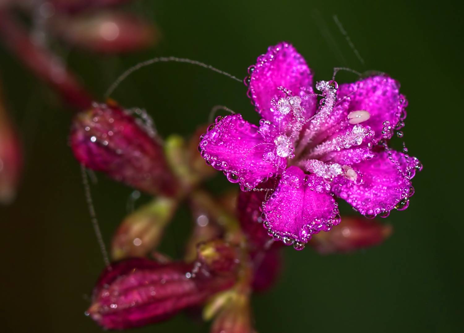 утро, роса, цветок, Борис Новиков