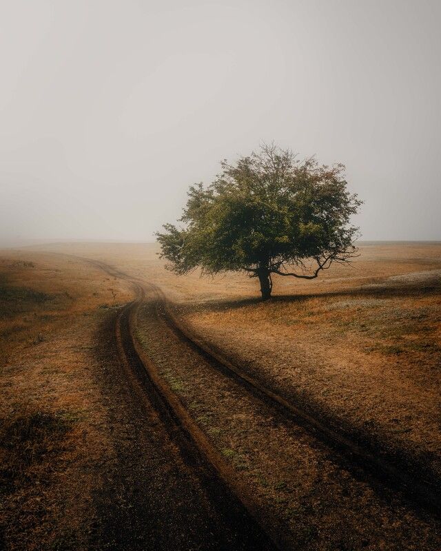 одинокое дерево осеннее поле туман минимализм дорога колея дороги перспектива пейзаж природа спокойствие меланхолия уединение атмосфера утро пастельные тона мягкий свет одиночество осенние цвета горизонт широкое пространство Одинокое дерево на осеннем поле в тумане фото превью