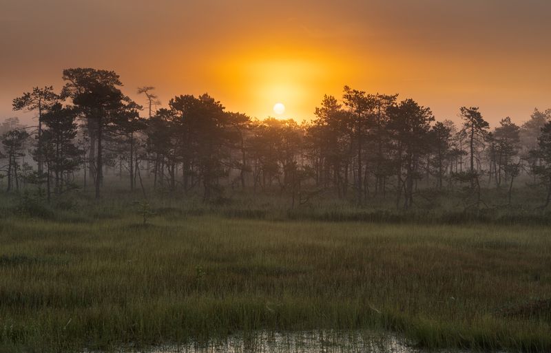 Болота Сафари фото превью