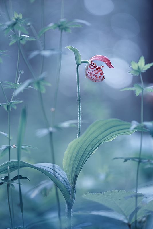 макро, природа, боке, цветы, лес, macro, nature, flowers Неброская красота... фото превью