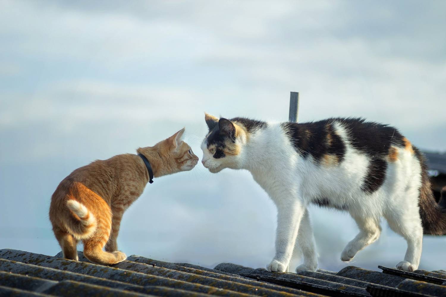 молодой кот и кошка, Александр Канцур