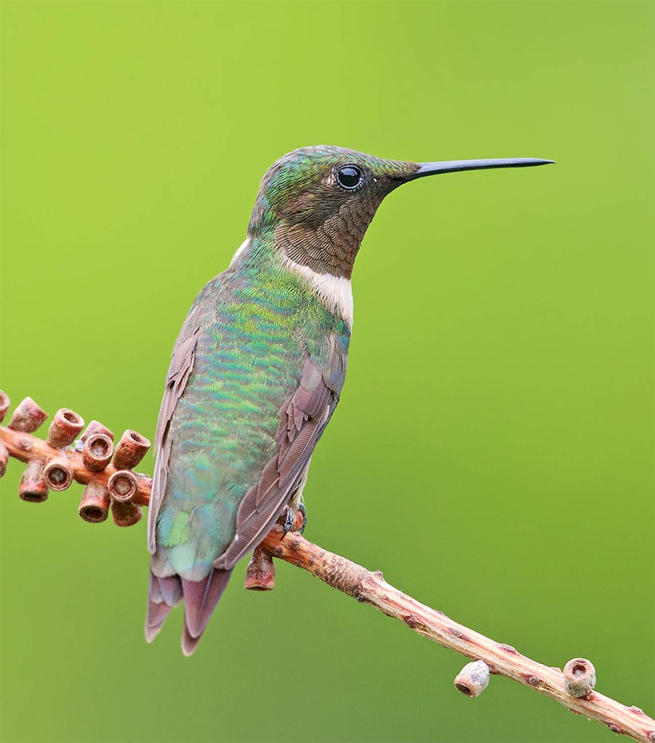 колибри,ruby-throated hummingbird, hummingbird, Etkind Elizabeth