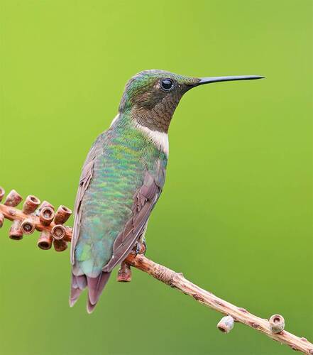 Ruby-throated Hummingbird male - Рубиновогорлый Колибри