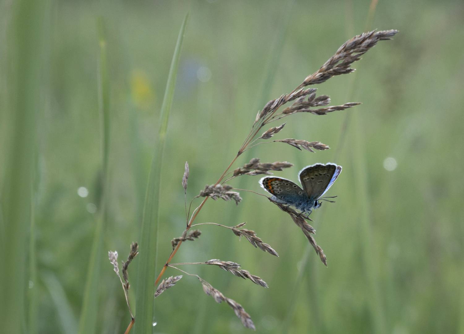лес, свет, утро, природа, цветок, бабочка, Баранов Олег