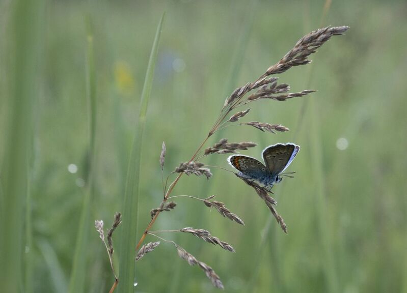 лес, свет, утро, природа, цветок, бабочка *** фото превью
