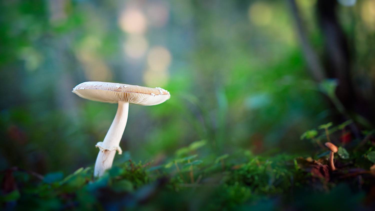 грибы, лес, Валерий Вождаев