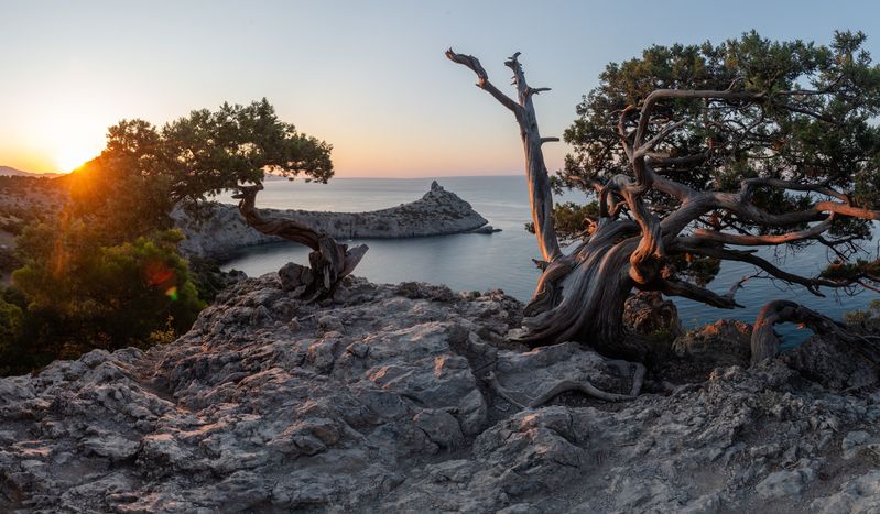 Крым, Судак, Море, пейзаж, Рассвет Танцы деревьев фото превью
