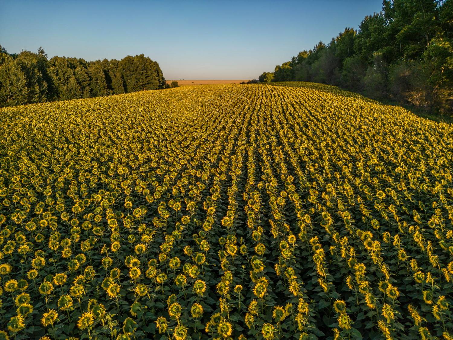 поле подсолнух, Евгений Дроботенко