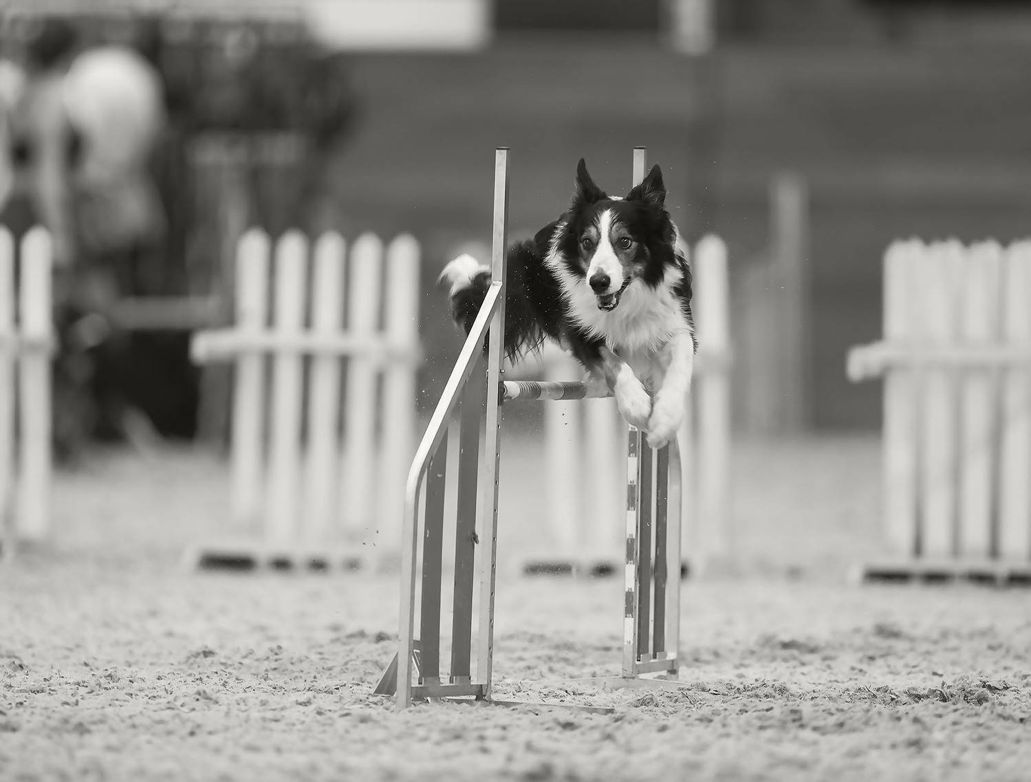 соревнования, собака,прыжок, спорт, dog, competition, jump, sport, Юлия Стукалова