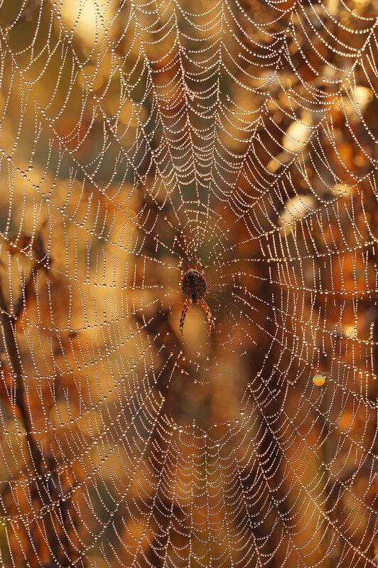 ковёр со стразами фото превью