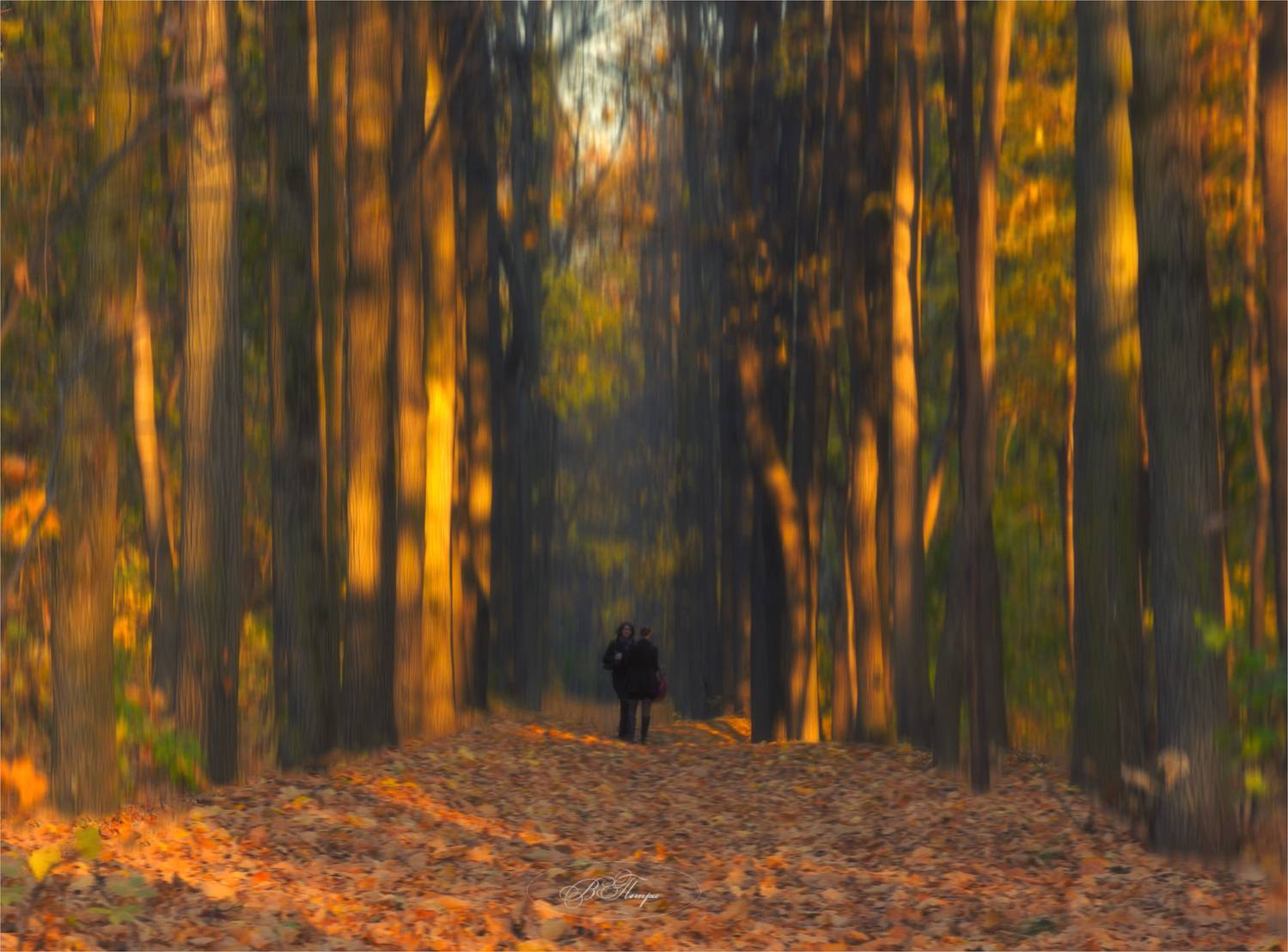деревья девушки листья, Вера Петри
