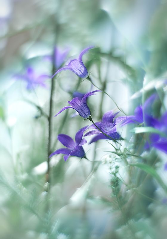 ... фото превью