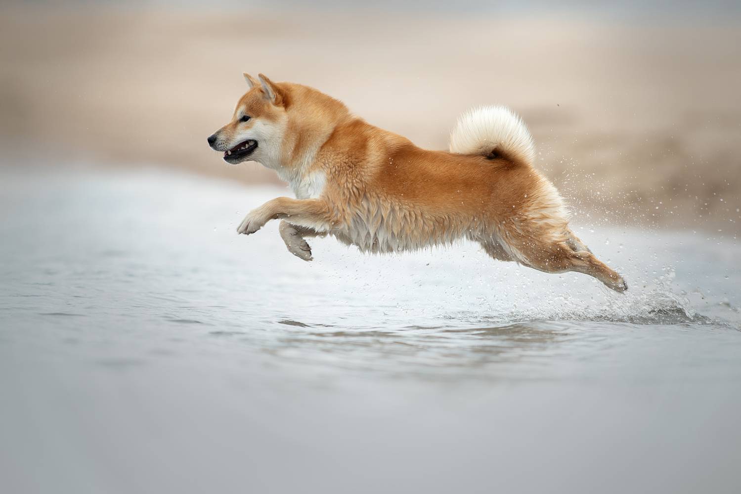 , Светлана Писарева