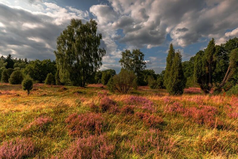 Lüneburg Heath, Germany фото превью