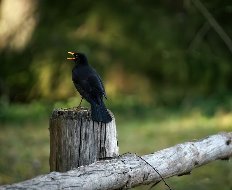Артист! фото превью