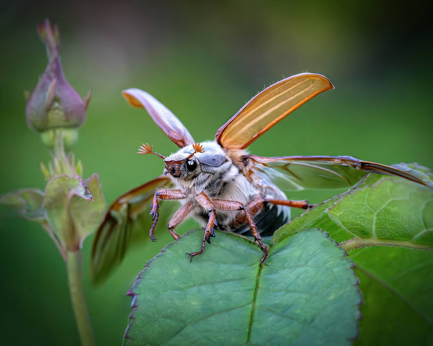 майский жук. весна., Ворожцова Марина