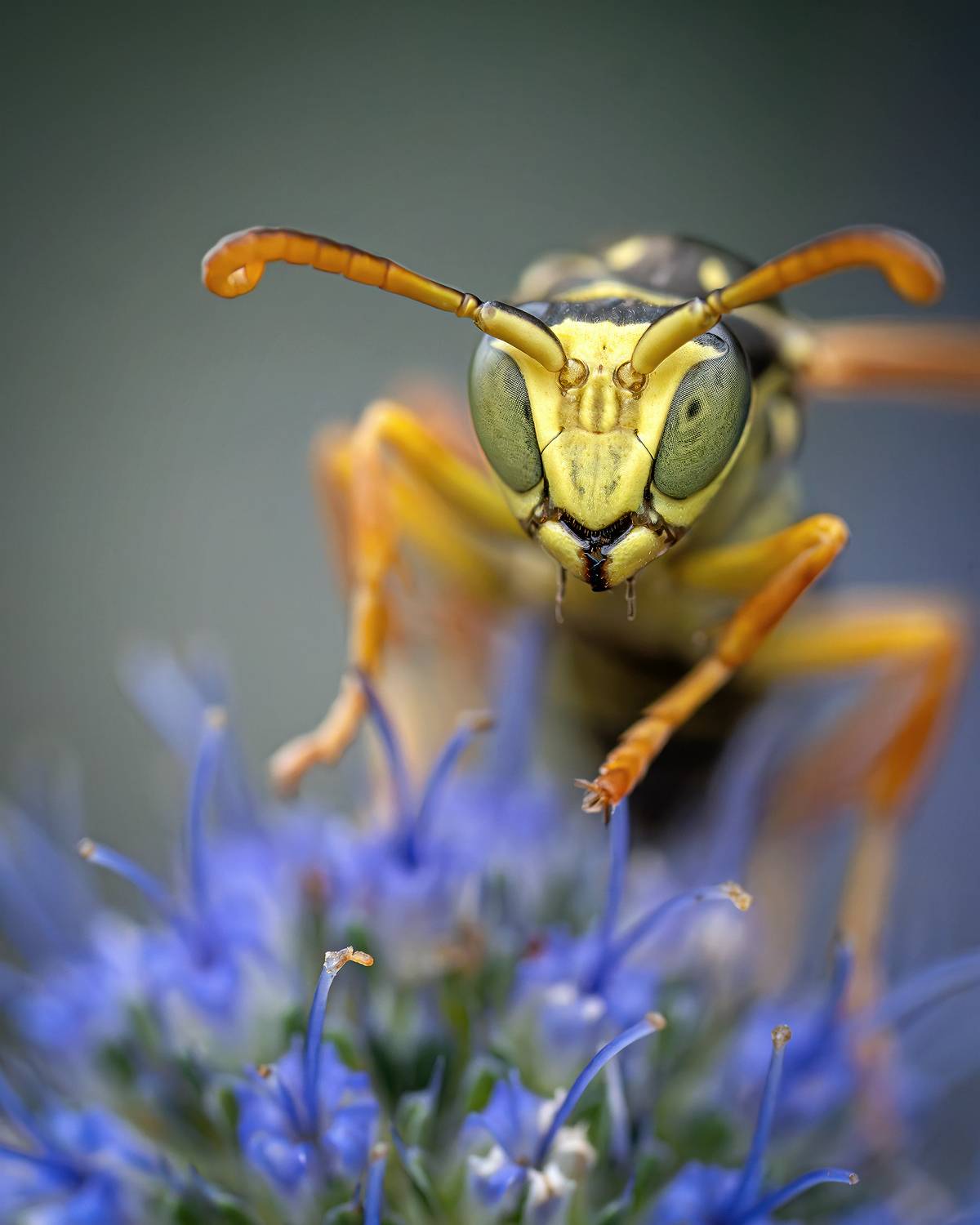 бумажная оса., Ворожцова Марина