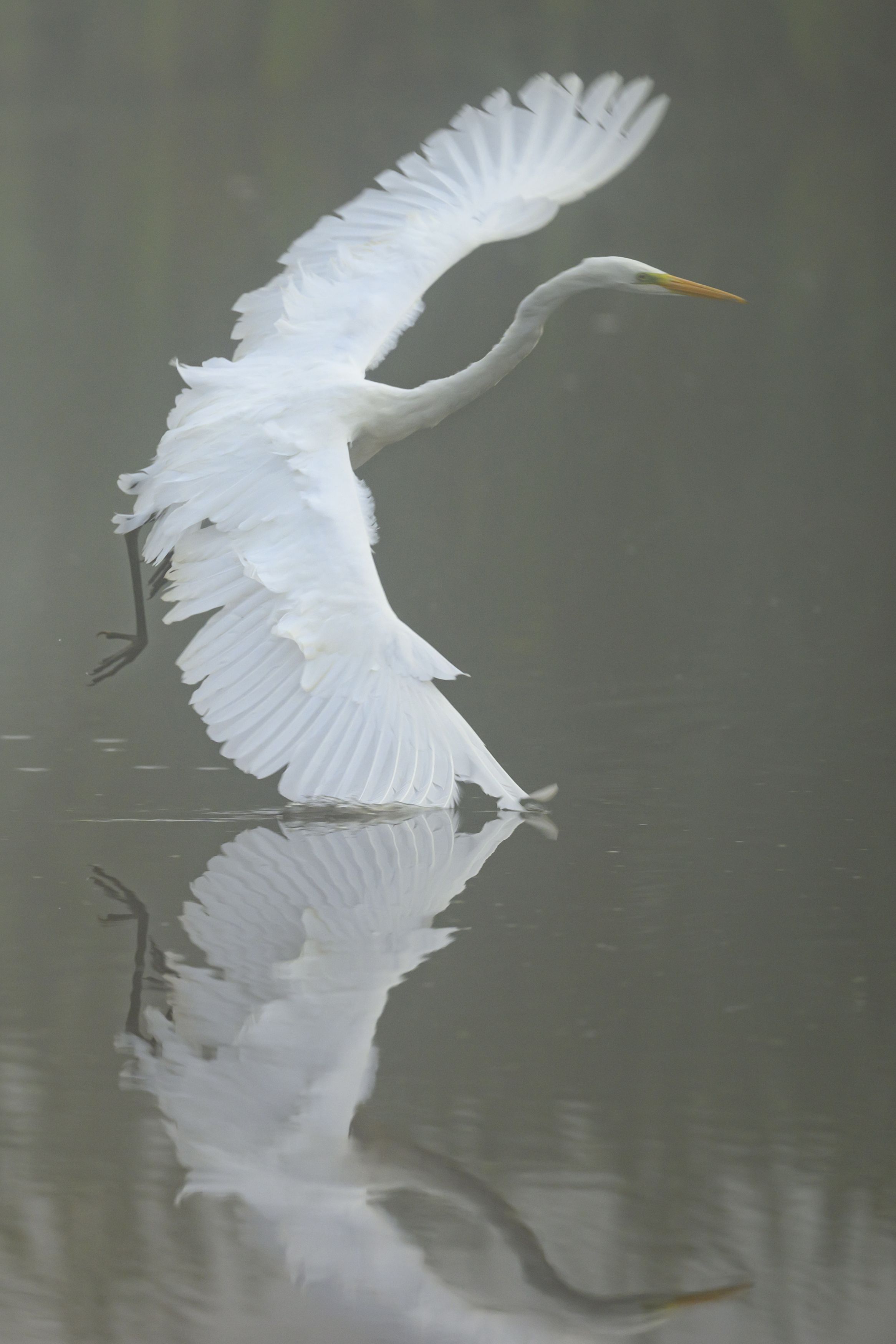 Касаясь воды крылом фото превью