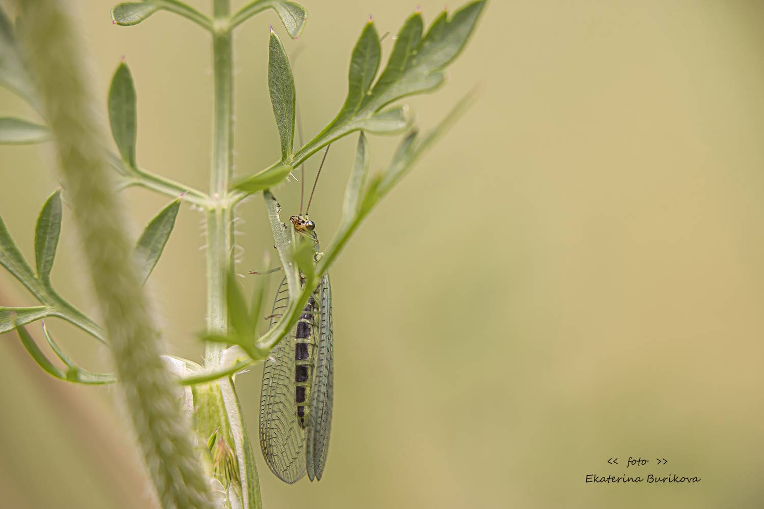 , Бурикова Екатерина