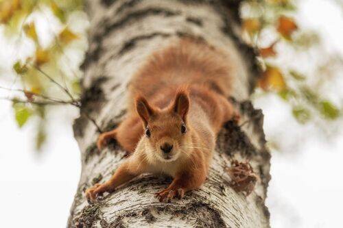 Где угощение?