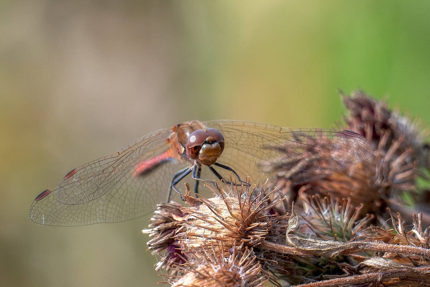 , Кузнецов Кирилл