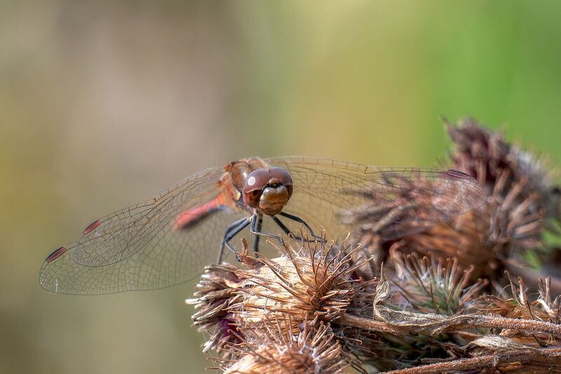 Стрекоза фото превью