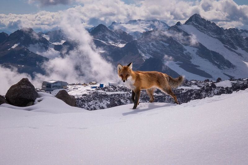 Вечерняя гостья фото превью