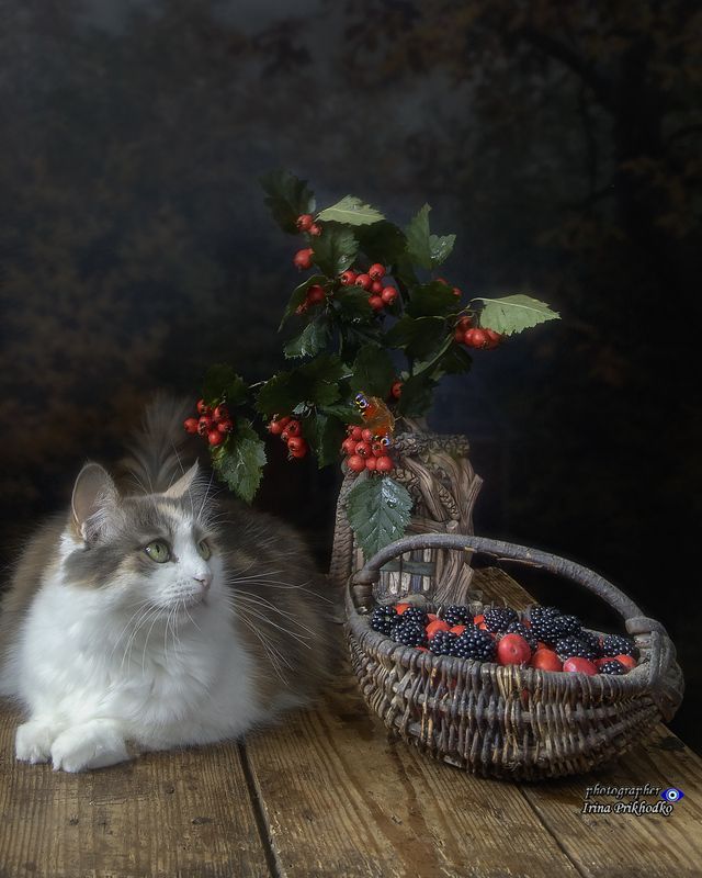 портреты животных, домашние животные, питомцы, кошки, боярышник, ежевика Мои хвостатые котомодели фото превью
