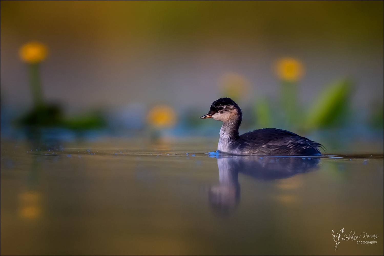 , Лобанов Роман