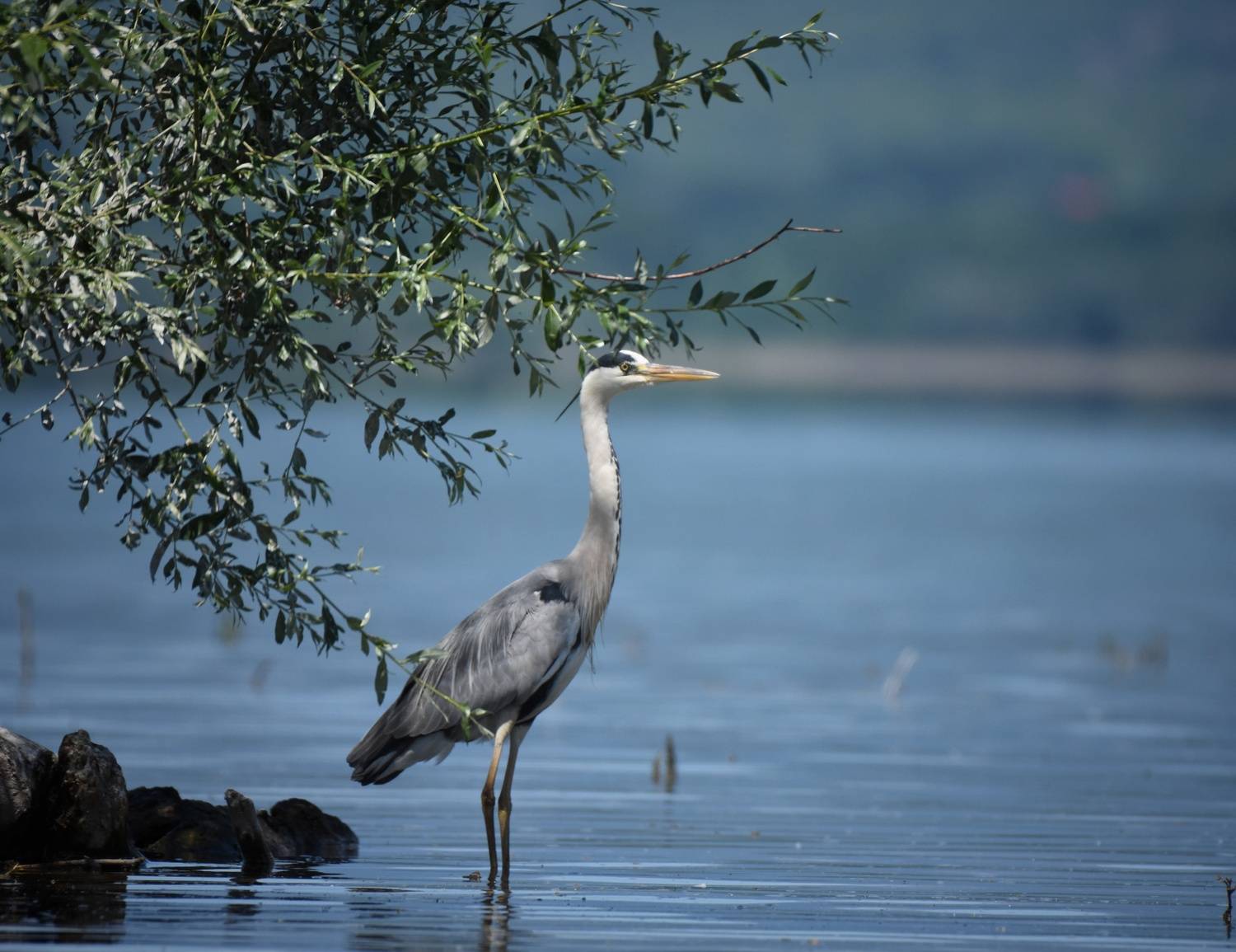 , Герчев Николай
