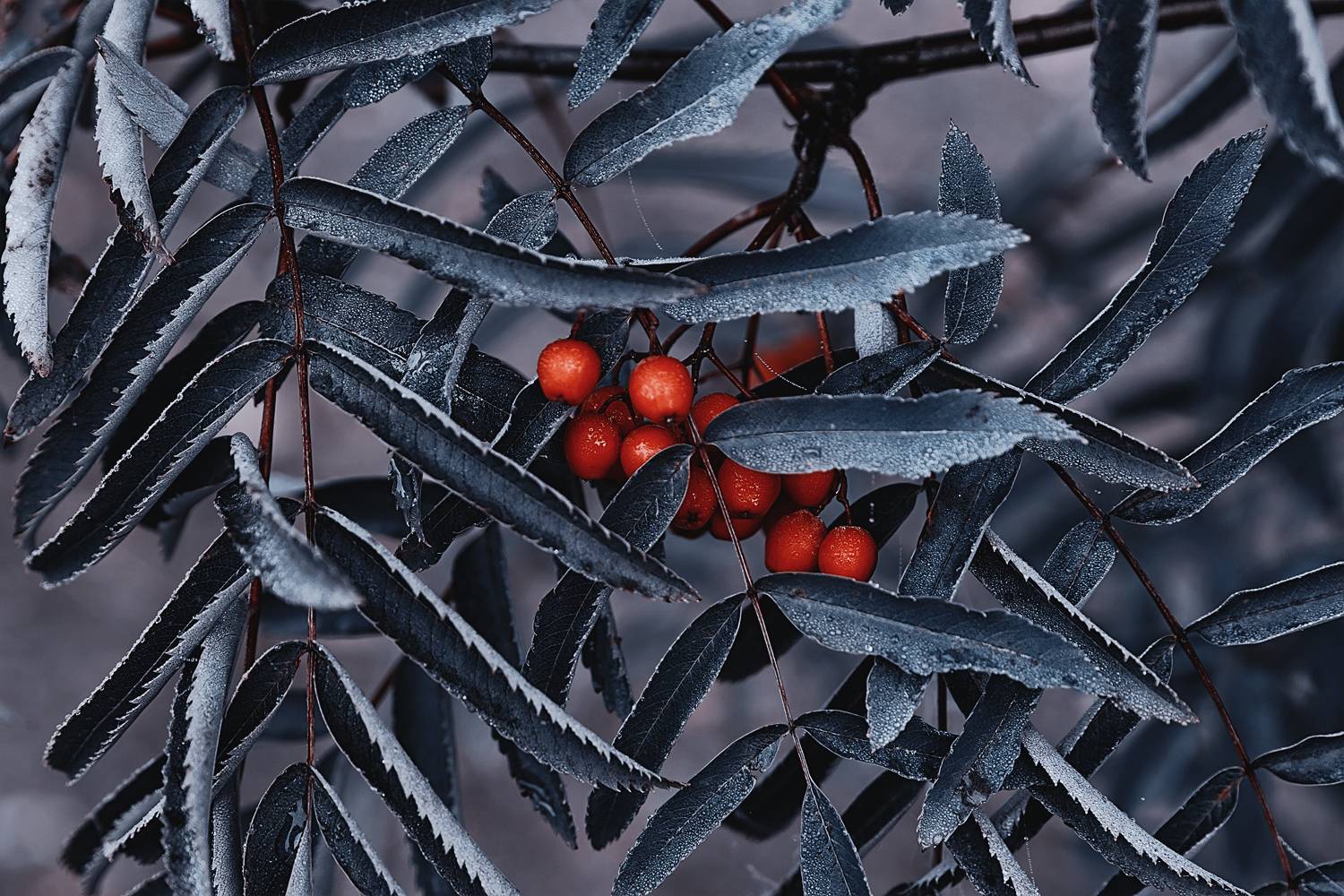 осень, утро, роса, рябина, красная, листья, ветки, стилизация, Вера Ра