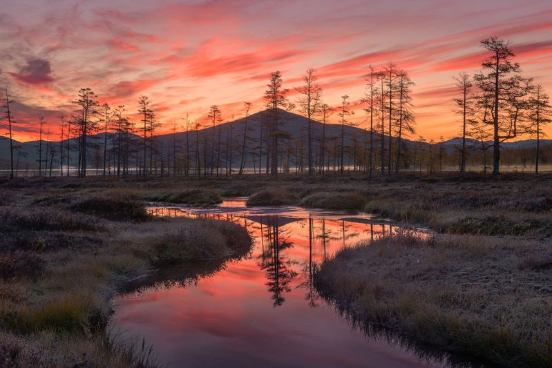 Утро на болотах... фото превью