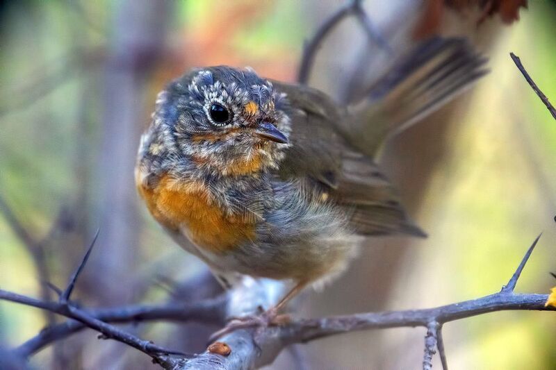 любопытство фото превью