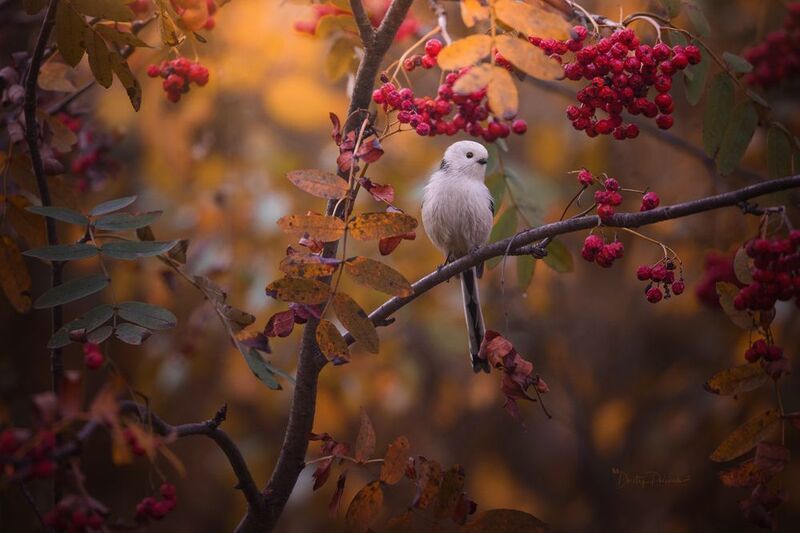 природа, лес, поля, огороды, животные, птицы, макро Принцесса фото превью
